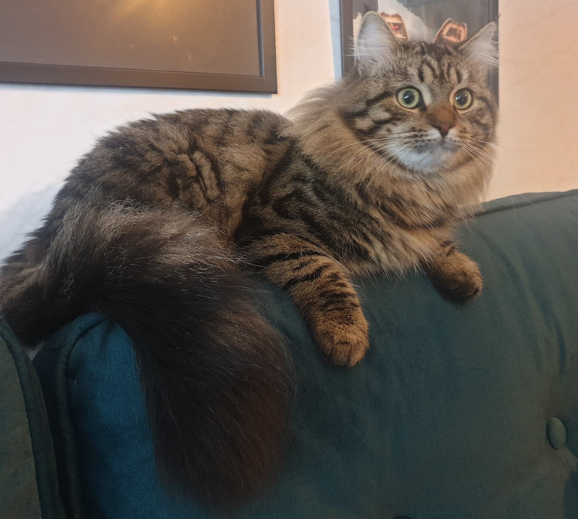 Sibirisk katt Gabriel